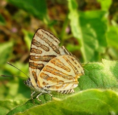 Cigaritis syama