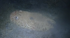 Uranoscopus dollfusi