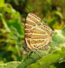 Cigaritis syama