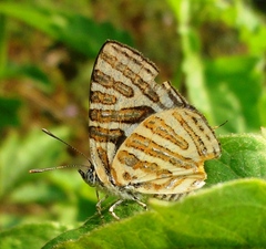 Cigaritis syama