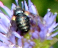 Usia
