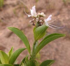 Ocimum centraliafricanum
