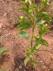 Ocimum centraliafricanum