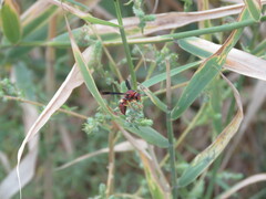 Euodynerus crypticus