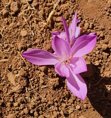 Colchicum persicum