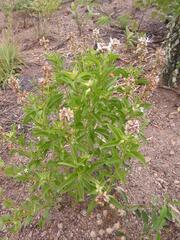 Ocimum centraliafricanum