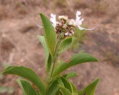Ocimum centraliafricanum