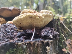 Gloeophyllum odoratum