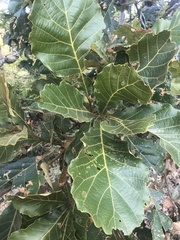 Quercus obtusata