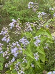 Conoclinium coelestinum