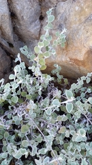 Gnaphalieae