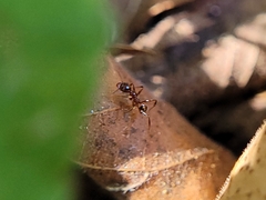 Pheidole obscurithorax