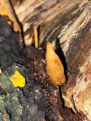 Fungi