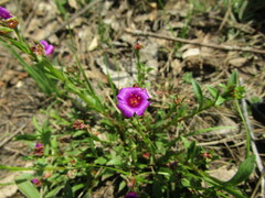 Calandrinia compressa