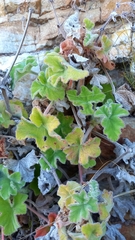 Pelargonium tomentosum