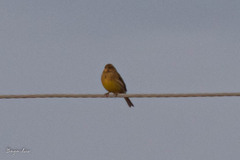 Emberiza citrinella