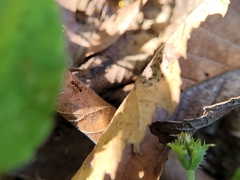 Pheidole obscurithorax