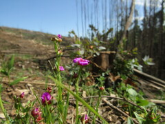 Calandrinia compressa
