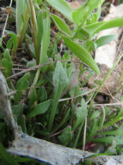 Calandrinia compressa