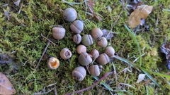 Quercus hemisphaerica