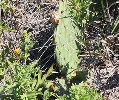 Opuntia macrorhiza
