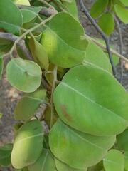 Pterocarpus rotundifolius