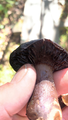 Chroogomphus vinicolor