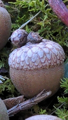 Quercus hemisphaerica