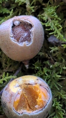 Quercus hemisphaerica