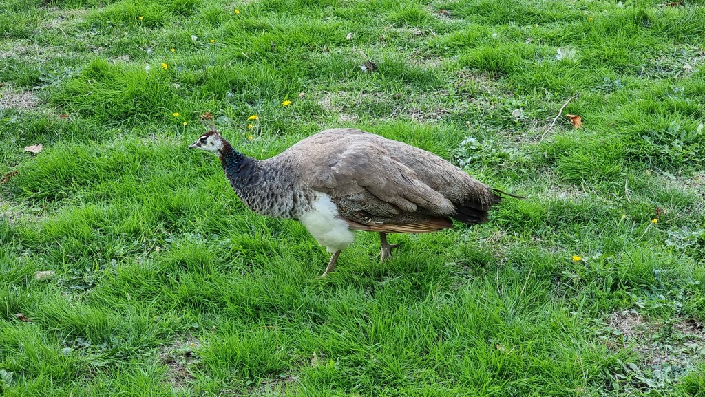 Indian Peafowl from Villié-Morgon on October 02, 2022 at 03:42 PM by ...