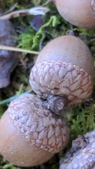 Quercus hemisphaerica