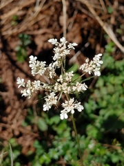 Apioideae