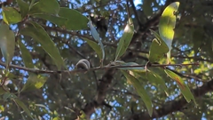 Quercus hemisphaerica