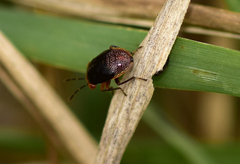 Geocoris erythrocephalus