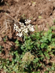 Apioideae