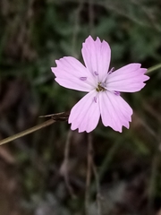 Dianthus