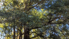 Quercus hemisphaerica