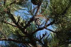 Pinus nigra