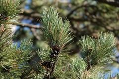 Pinus nigra