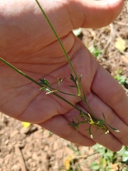 Apioideae
