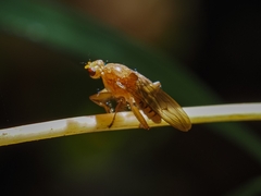 Suillia longipennis