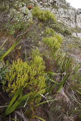 Leucadendron xanthoconus