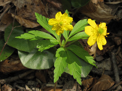 Anemonoides ranunculoides
