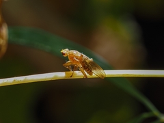 Suillia longipennis