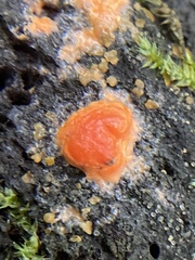 Fungi