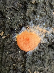 Fungi
