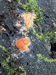 Fungi