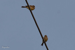 Emberiza citrinella