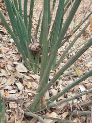 Sansevieria pearsonii