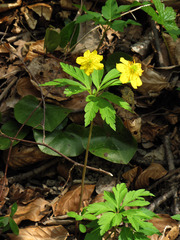 Anemonoides ranunculoides